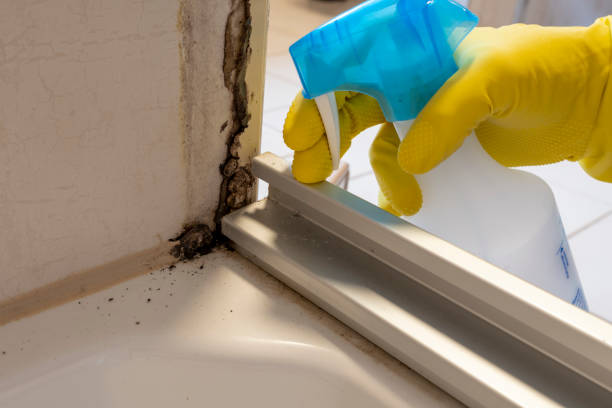 Best Local Mold Removal Service  in Jamestown, OH