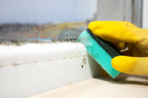 Best Commercial Mold Removal  in Jamestown, OH