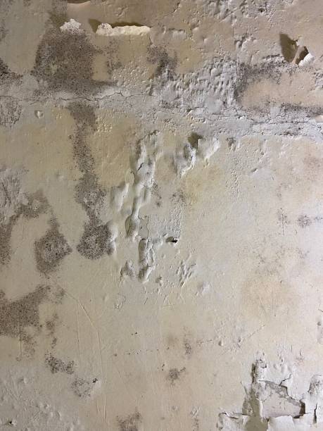 Best Mold Removal and Inspection  in Jamestown, OH