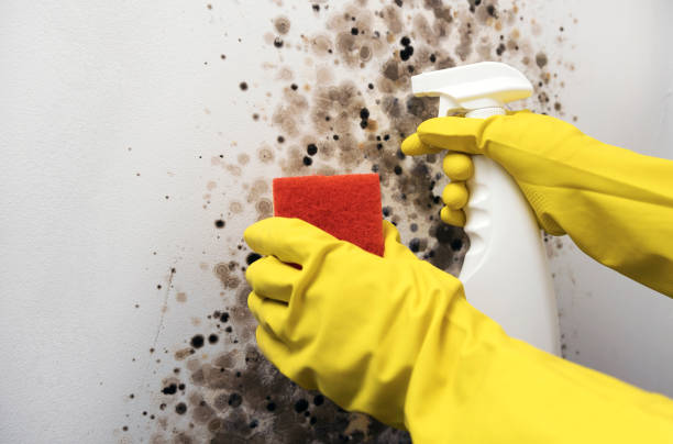 Best Toxic Mold Removal  in Jamestown, OH