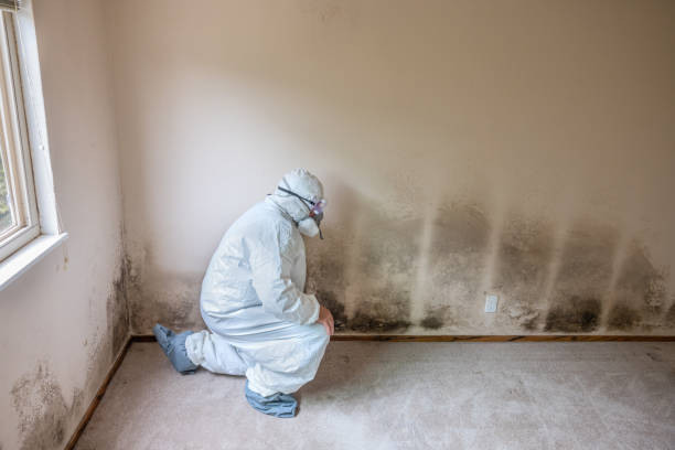 Best Fast Mold Removal  in Jamestown, OH