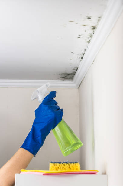 Best Mold Removal Near Me  in Jamestown, OH