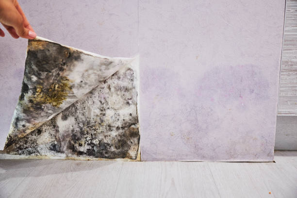Best Mold Cleaning Services  in Jamestown, OH